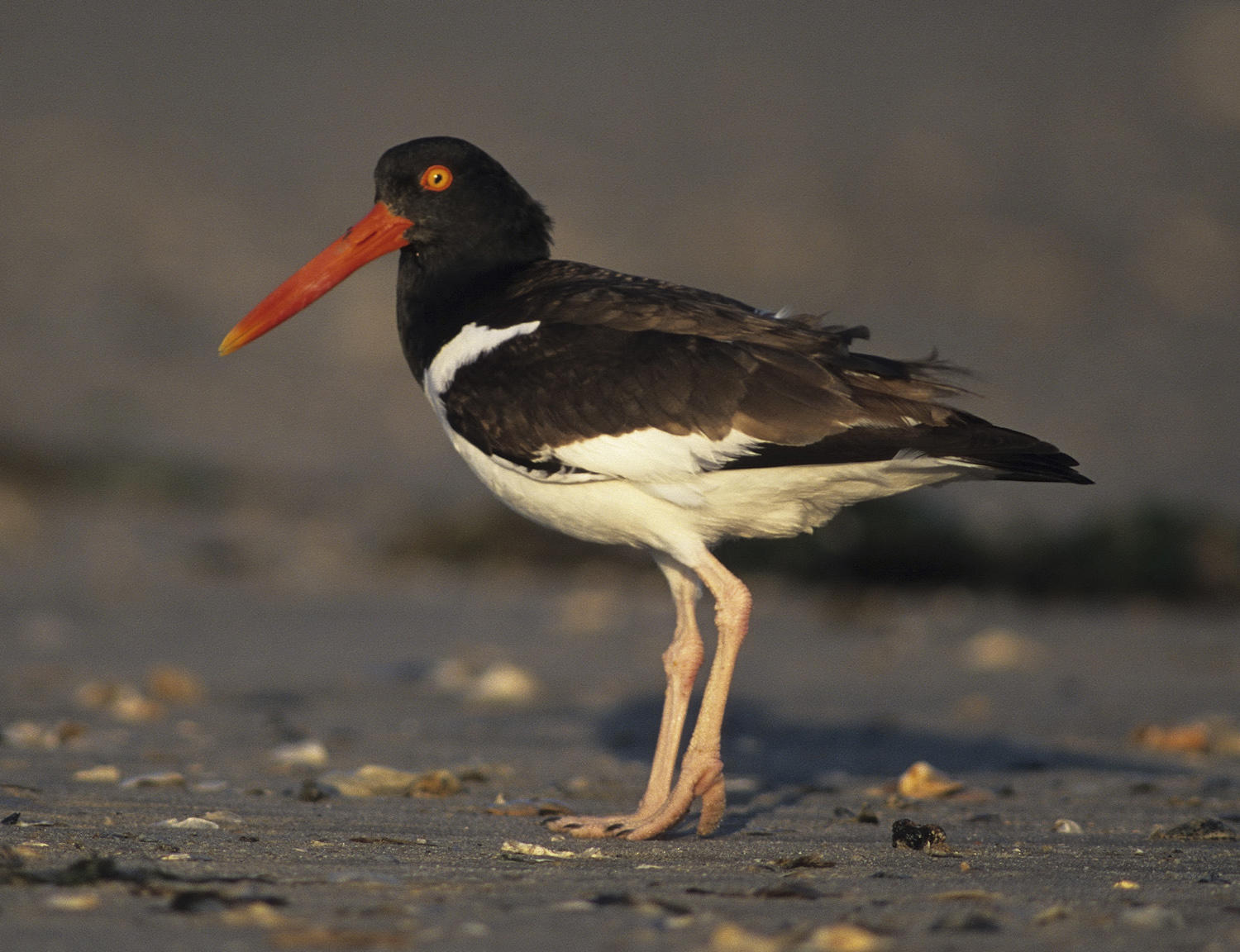 Birding at the Outer Banks | Audubon Pine Island Sanctuary & Center