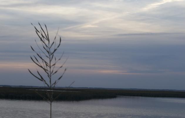 Why are marshes important?