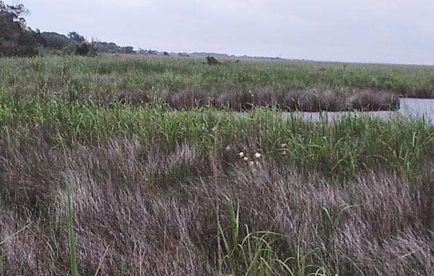 Tidal Freshwater Marsh