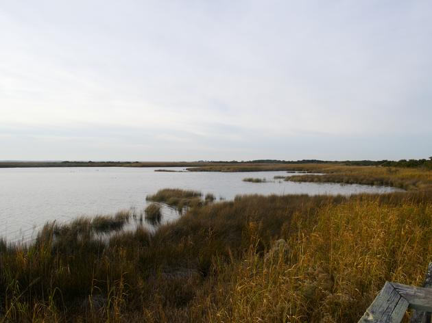 Audubon's Vision for Protecting Marshes at the Sanctuary