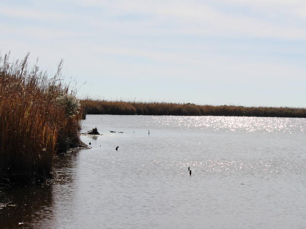Conserving Currituck Sound for Future Generations