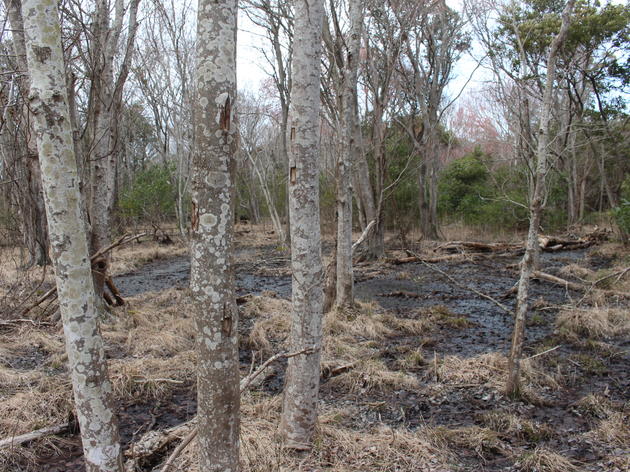 Maritime Swamp Forest
