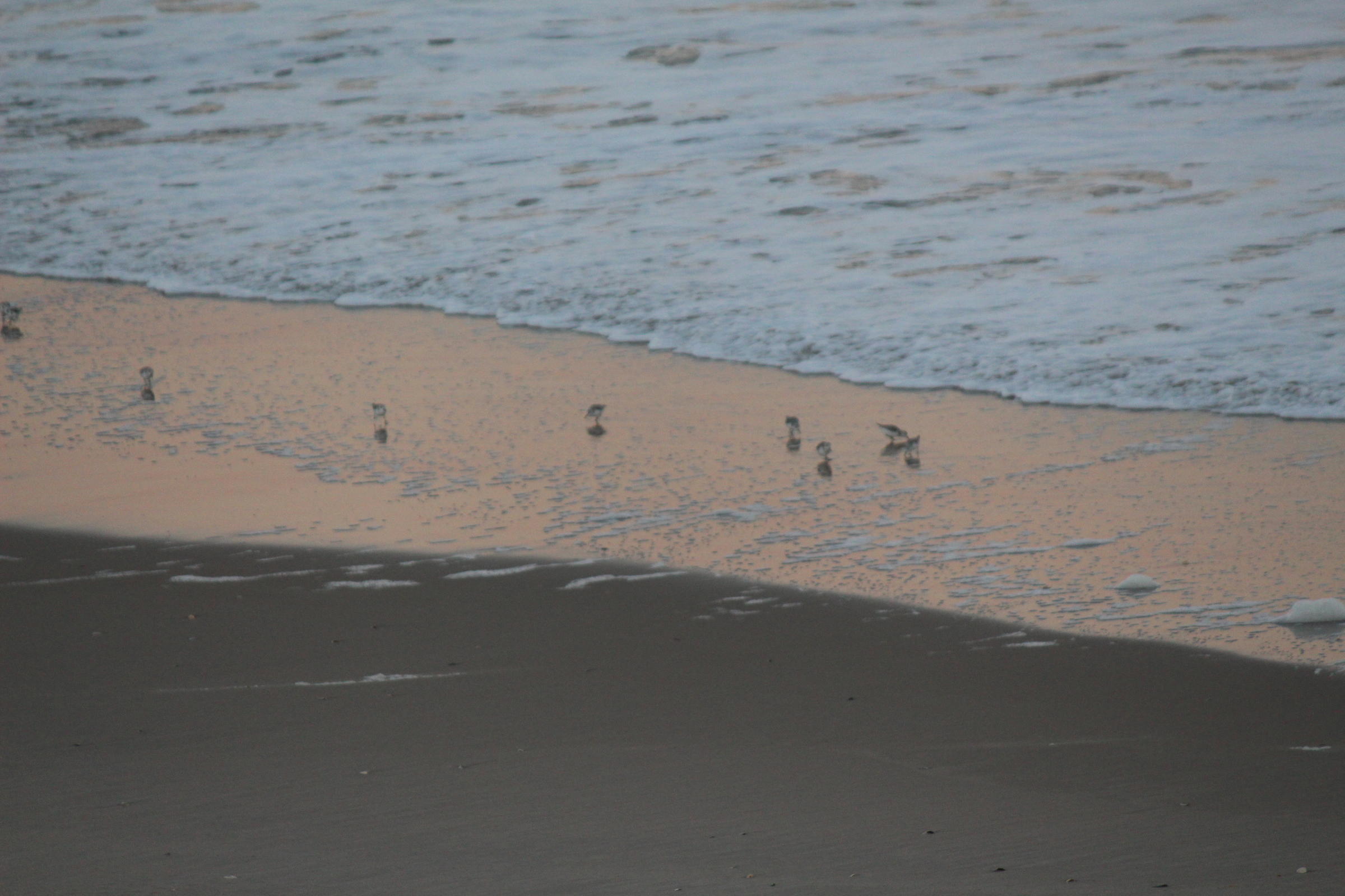 sandlerlings on the shore