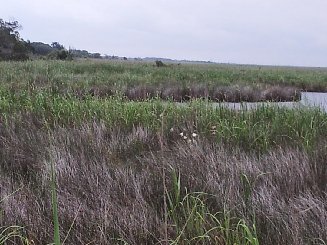 Tidal Freshwater Marsh | Audubon Pine Island Sanctuary & Center